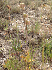 Fritillaria