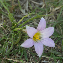 Romulea dichotoma