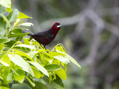Ramphocelus carbo
