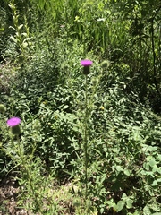 Cirsium vulgare