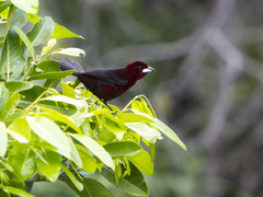 Ramphocelus carbo