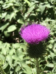 Cirsium vulgare