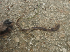 Coniophanes meridanus