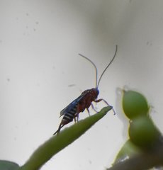 Pimpla marginella