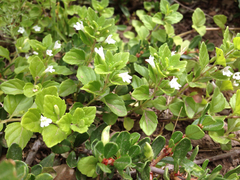Clinopodium douglasii