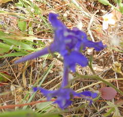 Delphinium variegatum