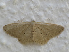 Idaea obsoletaria