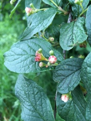 Cotoneaster bullatus