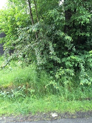 Cotoneaster bullatus