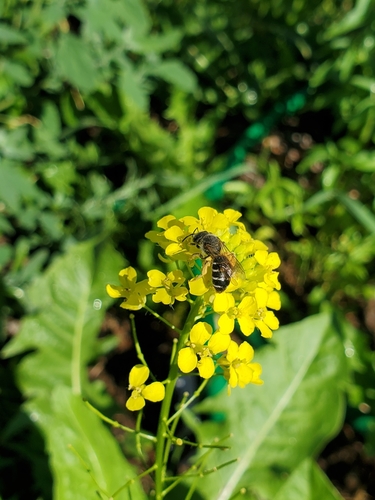Photo of Orange-legged Furrow Bee (Halictus rubicundus)