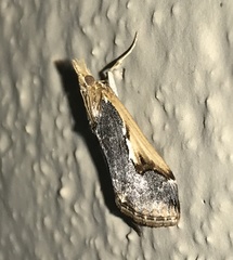 Loxostege albiceralis