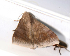 Achaea ablunaris