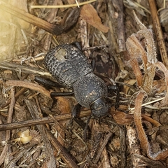 Cryptoglossa variolosa