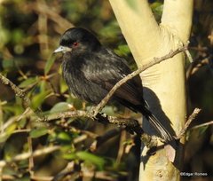 Knipolegus cyanirostris