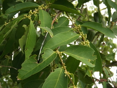 Eugenia acapulcensis