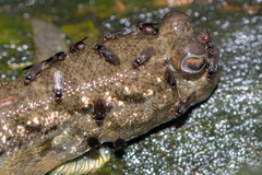 Diptera