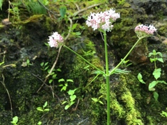 Valeriana officinalis sambucifolia