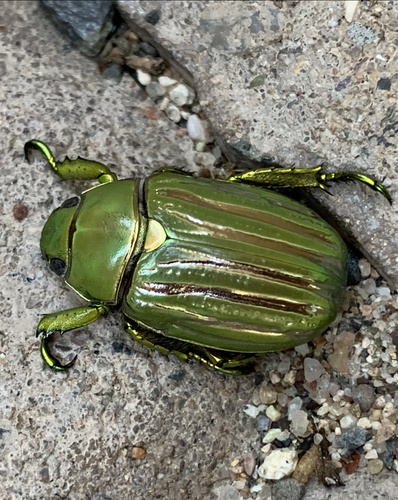 ギンスジウグイスコガネ (Chrysina gloriosa) · iNaturalist