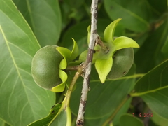 Diospyros sphaerantha