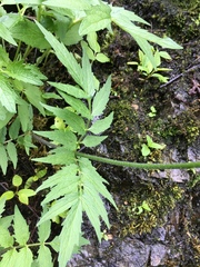 Valeriana officinalis sambucifolia