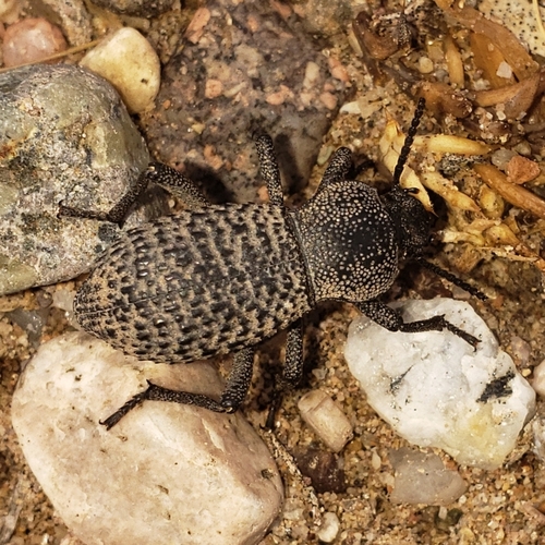 Black Death-feigning Beetle