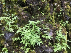 Valeriana officinalis sambucifolia