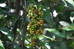 Desmoncus polyacanthos