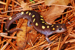 Spotted Salamander photo 2