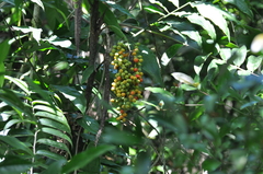 Desmoncus polyacanthos