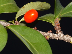 Erythroxylum havanense