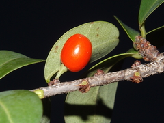 Erythroxylum havanense
