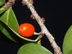 Erythroxylum havanense