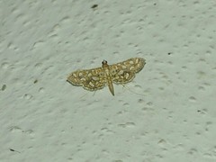 Nausinoe geometralis