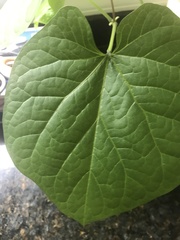Aristolochia macrophylla