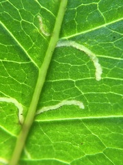 Phytomyza ramosa