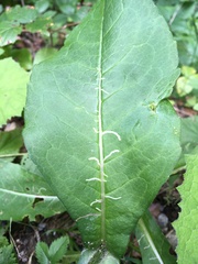 Phytomyza ramosa