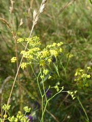 Bupleurum falcatum