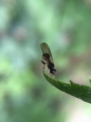 Sphegina