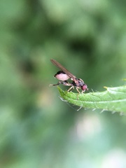 Sphegina