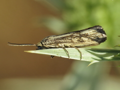 Brachodes