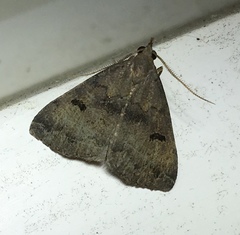 Phalaenostola hanhami