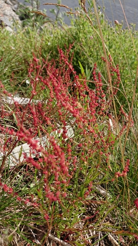 Rumex tenuifolius