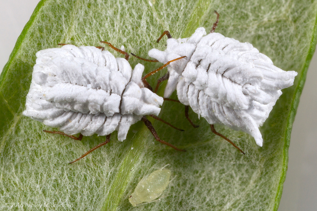 Orthezia