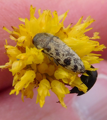 Acmaeodera mixta