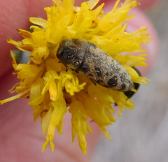 Acmaeodera mixta