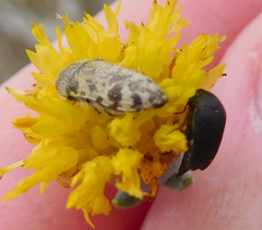 Acmaeodera mixta