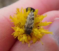 Acmaeodera mixta