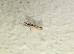 Plutella xylostella