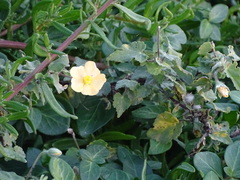 Abutilon sonneratianum