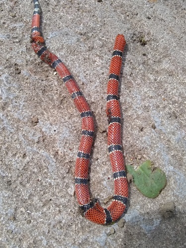 Photo of a Capuchin coral snake (Micrurus dumerilii)